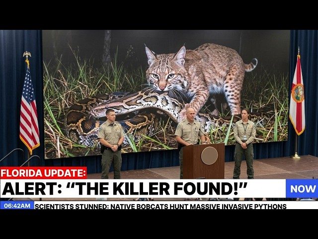 Burmese Pythons Are Disappearing In Florida - Scientists Just Found The Real Killer