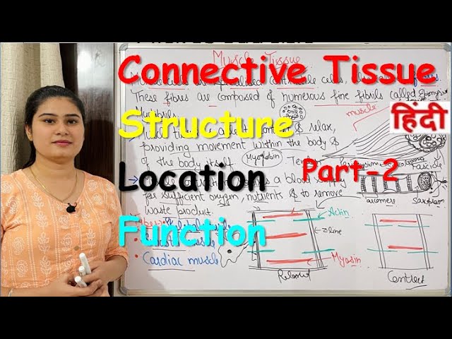Connective Tissue in Hindi | Part-2 | Structure | Locations | Types | Functions