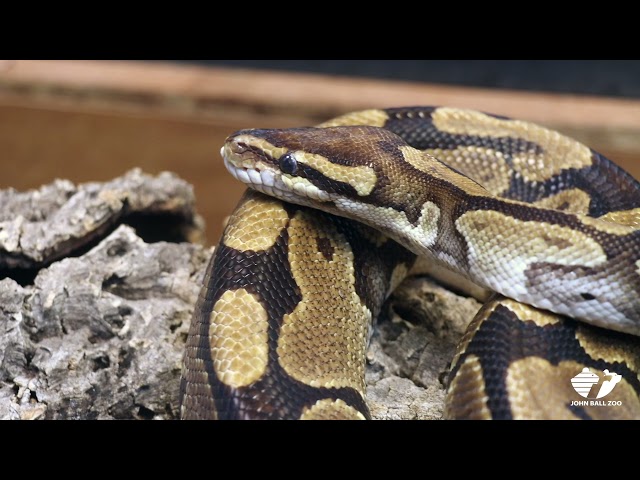 Wild Facts - Ball Python