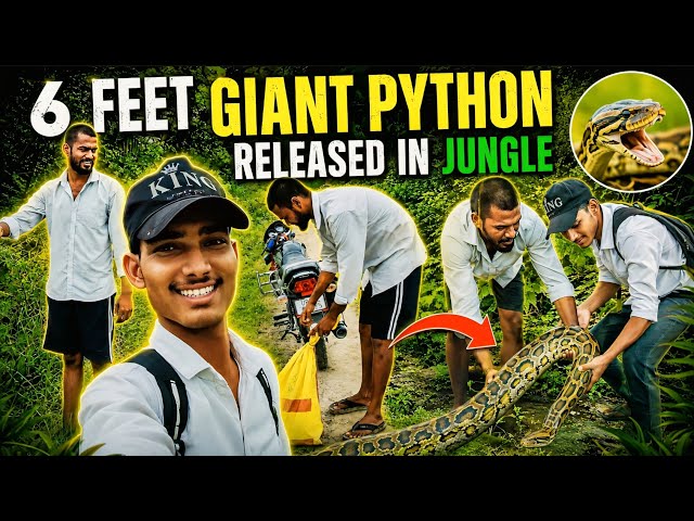 6 Feet Giant Python Released in Jungle 😱 | Giant Python Rescue & Forest Release | Real Adventure