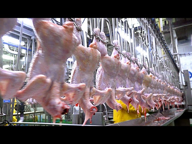 치킨공장 Amazing mass production! Spicy Chicken Ribs Making Process - Korean chicken factory
