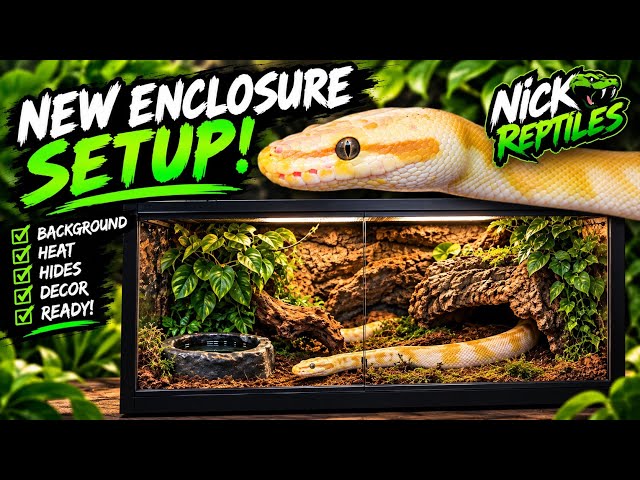 Bioactive Ball Python Enclosure (part 1)