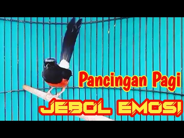 PANCINGAN MURAI BATU GACOR FULL ISIAN PANJANG, SEKALI DENGAR MURAI APAPUN LANGSUNG EMOSI