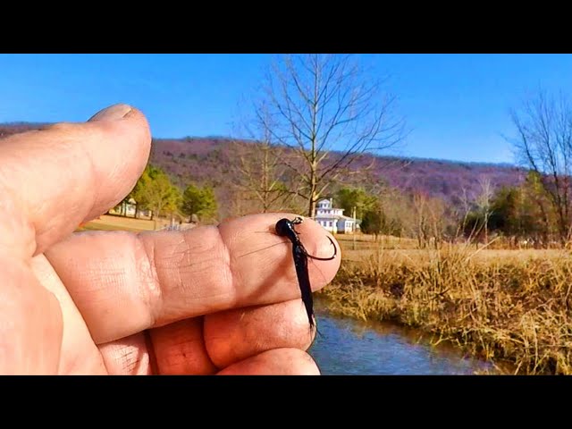 Giant Shellcracker Can't Resist This Tiny Jig