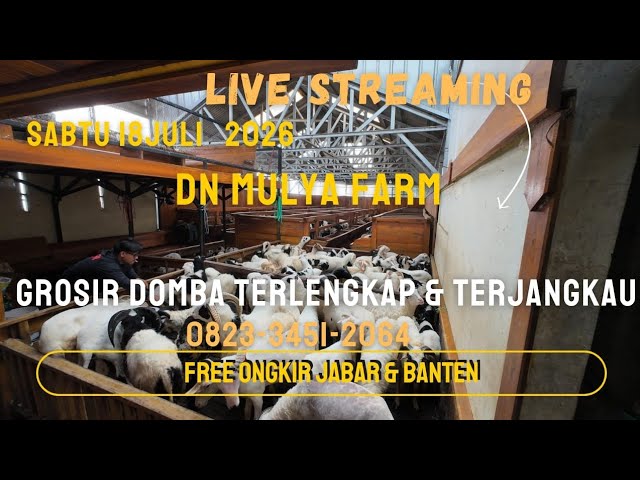 Sheep Prices Today July 18, 2026 at Dn Mulya Farm, Free Shipping to West Java & Banten