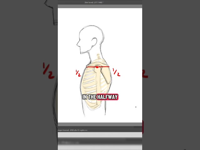 where to place the shoulders in a side profile #art #tips #tutorials #howto #shoulders
