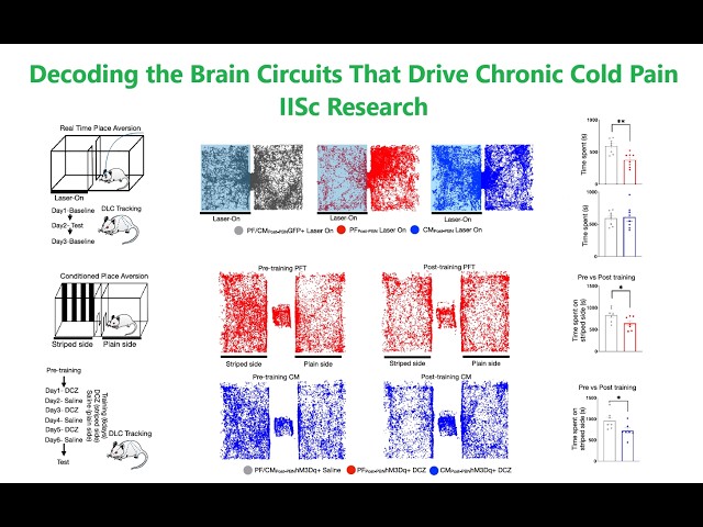 Decoding the Brain Circuits That Drive Chronic Cold Pain IISc Research