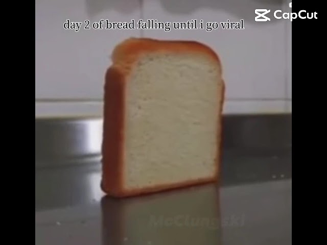 Day 2 of bread falling falling until i go viral