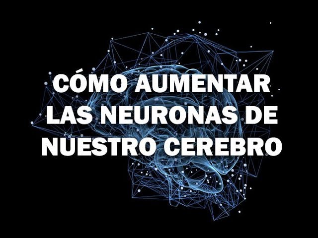Cómo Aumentar La Producción De Neuronas De Nuestro Cerebro