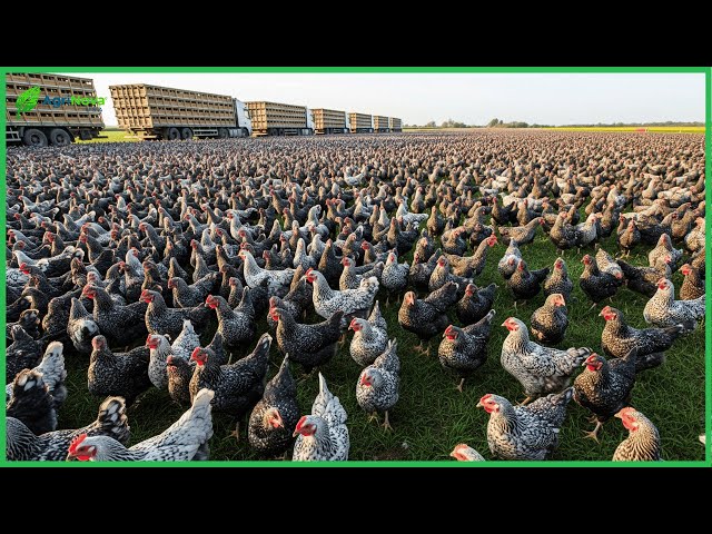 How One Farmer Raises 70,000 Free-Range Chickens on His Farm