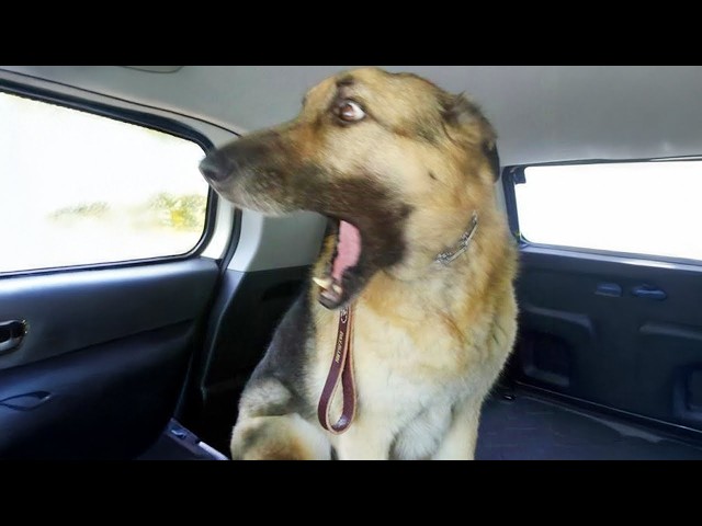Overdramatic Dogs Who Deserve An Oscar 😁 Funny Dog Videos 2025