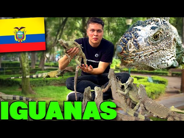 Está es la realidad del parque de IGUANAS de Ecuador Guayaquil 🇪🇨