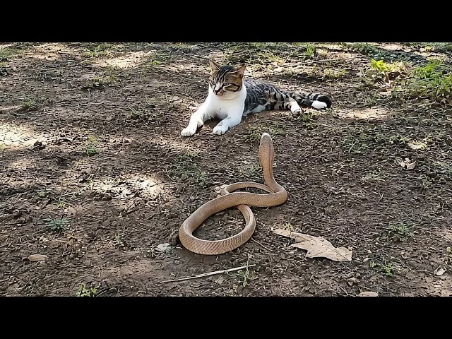 SNAKE MESSES DEATH WITHOUT KNOWING!