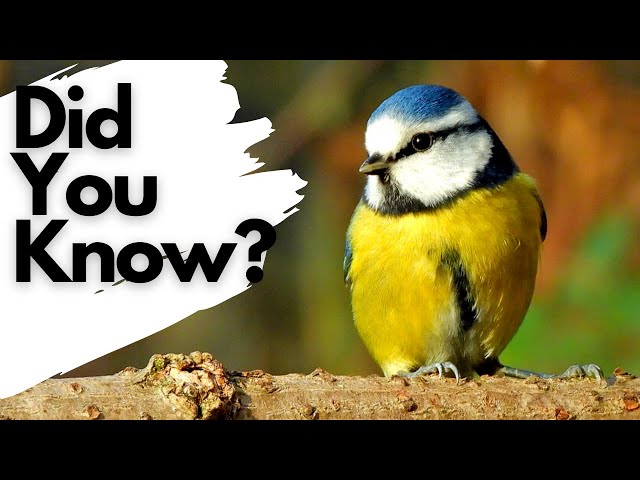 Things you need to know about BLUE TITS!