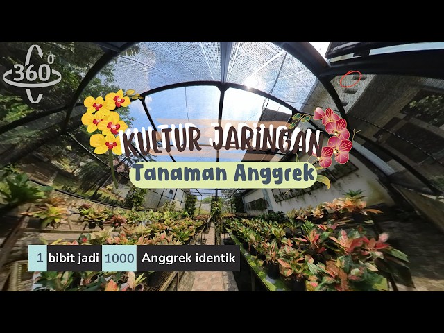 Kultur Jaringan Tanaman Anggrek || #kulturjaringan #anggrek #kebunbibit #laboratorium #vegetative