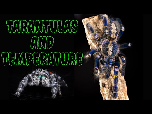 Your Tarantula Isn’t Cold… It’s Cooked.