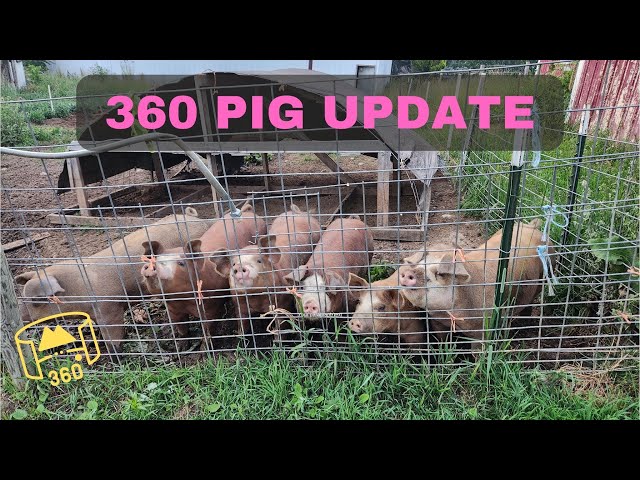 360 Video Pig Pen and Wallow | 2023 Pig Update #pig #360 #insta360