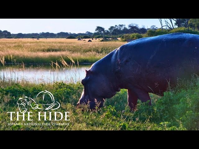 Live Wildlife Camera at The Hide | Hwange Waterhole, Zimbabwe