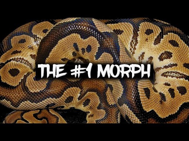 The number one ball python morph of all time!
