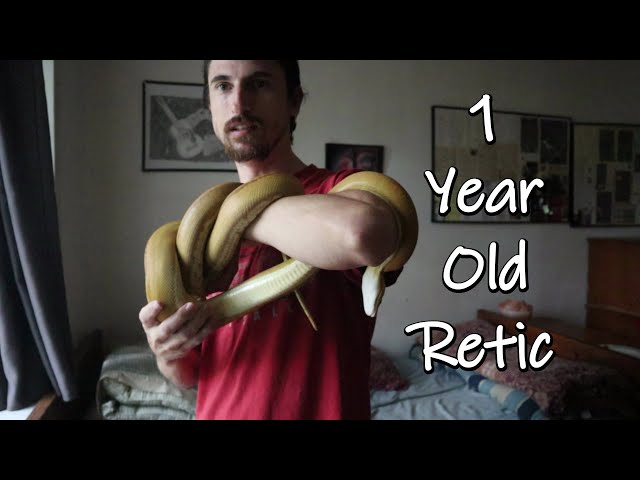 1 Year Old Reticulated Python