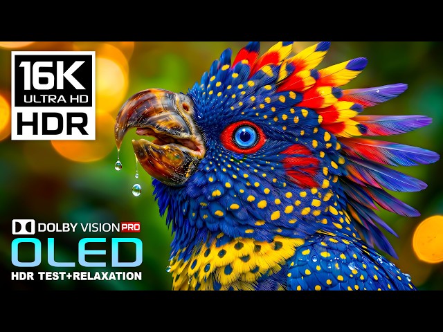 EPIC 4K Video 120FPS OLED Showcase | Amazing Nature in Dolby Vision HDR | 16K/8K Ultra HD TV