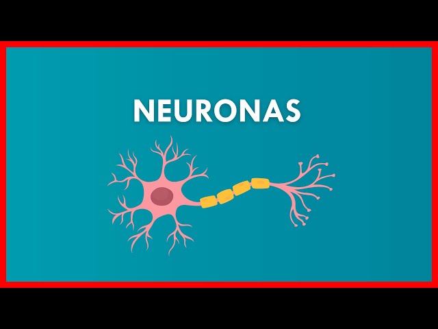 NEURONAS su ESTRUCTURA y FUNCIONAMIENTO // FACIL Y RAPIDO