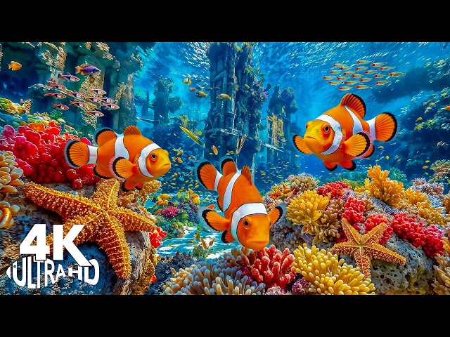 The Best 4K Aquarium 🐠 Colorful Fish Swimming in a Tranquil Underwater World for Sleep