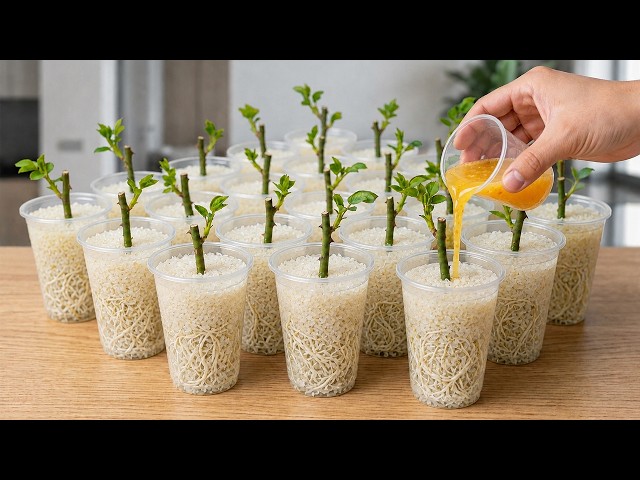 I Was Very Surprised By This Rose Propagation Method! Fast And Easy!