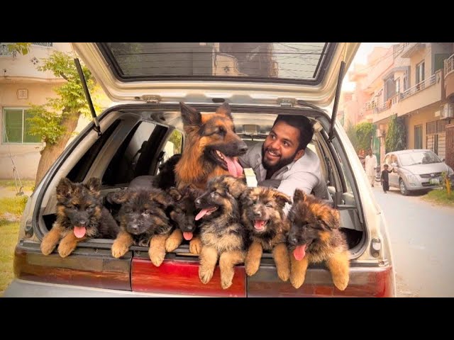 10 Cute German Shepherd Puppies riding in car 🥰