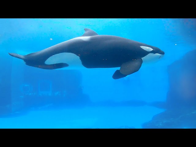 【VR】日本の海 シャチ｜名古屋港水族館