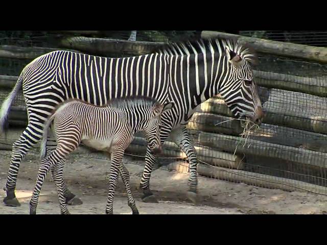 Cute Baby Zebra Colt-Cincinnati Zoo