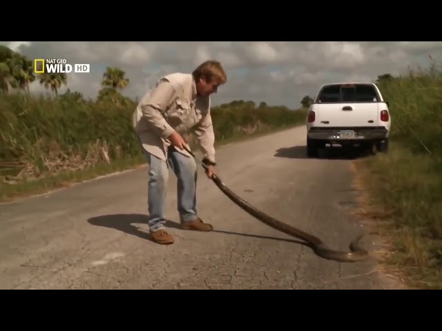 Самая большая в мире змея Анаконда  (NGW)