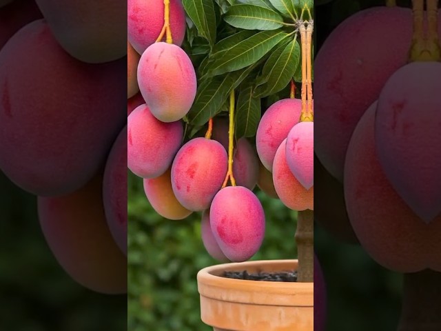 mongo plant 🪴 #Mongofruit @greenlifemusic@LoucosdasPlantas@Tahiriplant125 #viralvideo