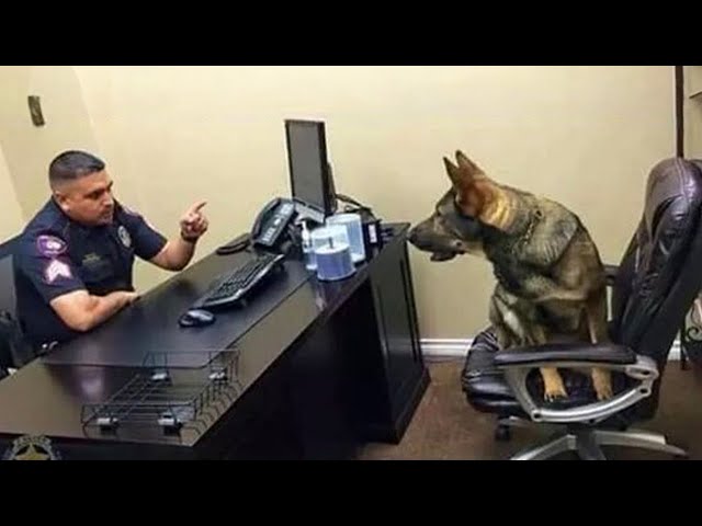 When you own a dog with an IQ 200 😲Funniest Dog Ever!