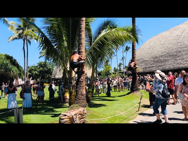 Coconut Tree Climbing Samoan Way | Cali Que Em 