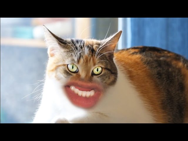 MEOW