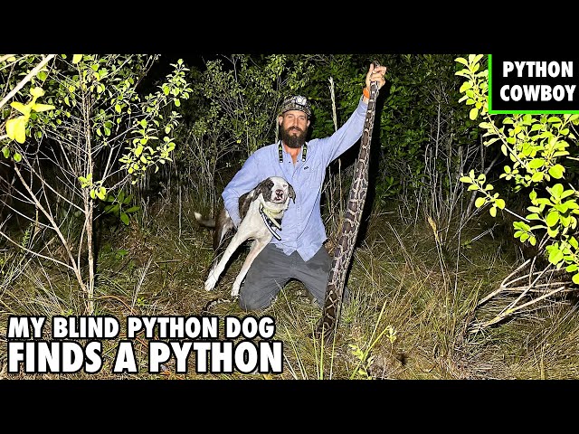 My Blind Dog Helen Finds A Python In The Florida Everglades