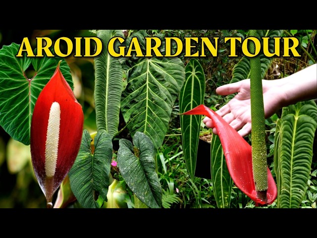 A Colombian Local's Incredible Aroid Garden | Eduardo Calderón Plant Tour Part 1