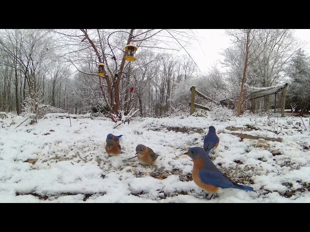 360 8k - Bluebirds in the Snow