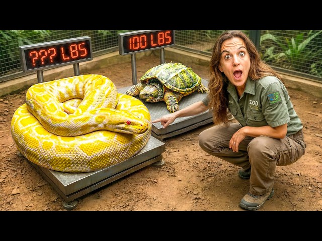 How Much Do Our BIGGEST Animals Weigh?! (20ft Snake!)
