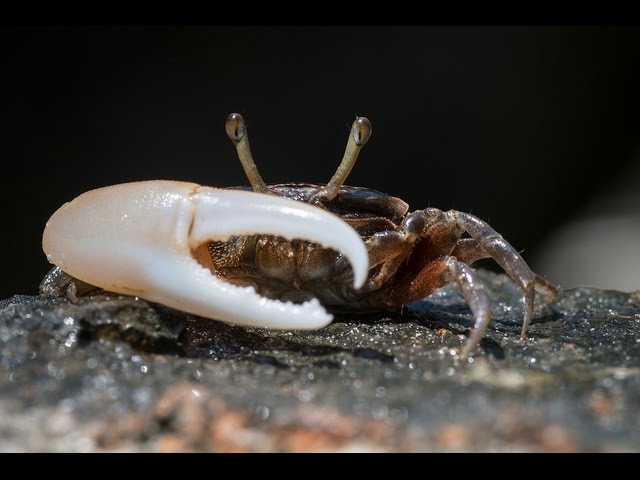 Facts: The Fiddler Crab
