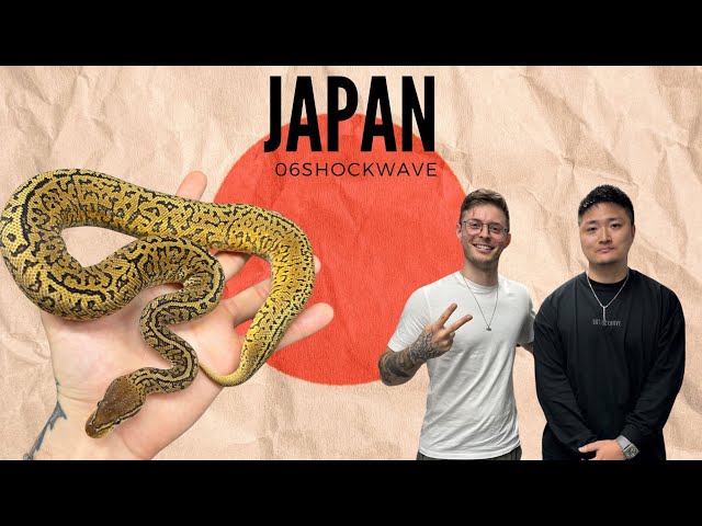 Crazy Japanese Ball Python Breeder and Store!! Japan is BLOOMING