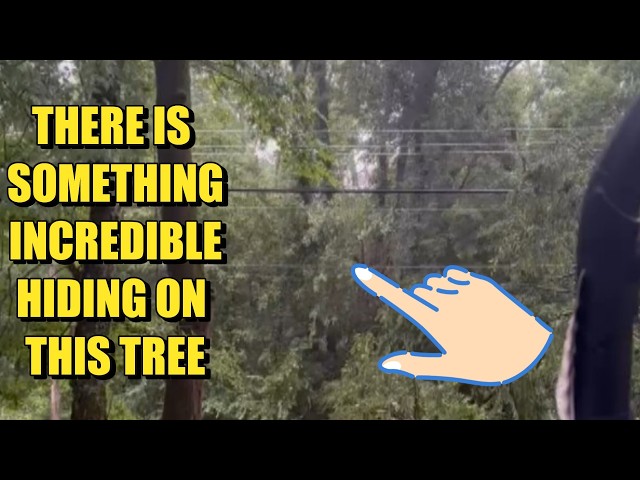 Cloaked Tree Shaking Entity Captured on Video in Georgia!