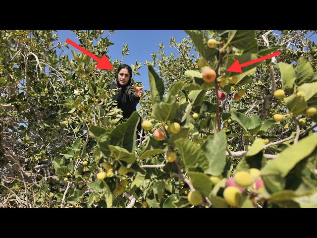🐍🌄 Cobra’s Epic Adventure in the Zagros Mountains! Searching for Wild Figs 🌿🔥