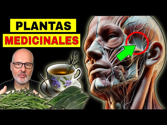 Las PLANTAS MEDICINALES más PODEROSAS para la SALUD (FITOTERAPIA)