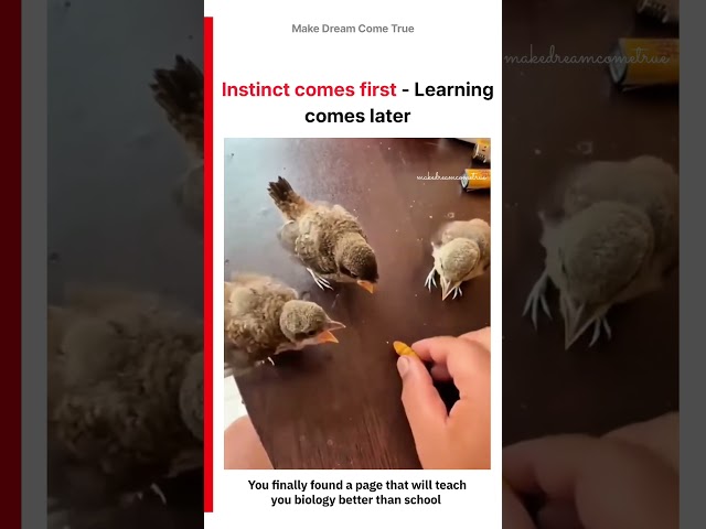 🐣 Instinct comes first - Learning comes later 🧠 | MDCT