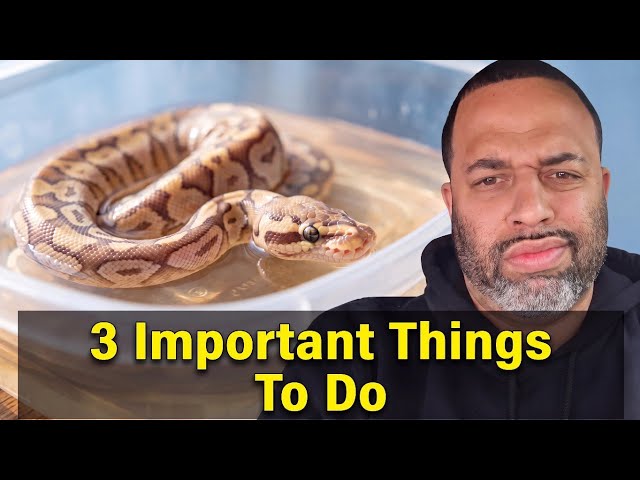 3 Snake Rules 