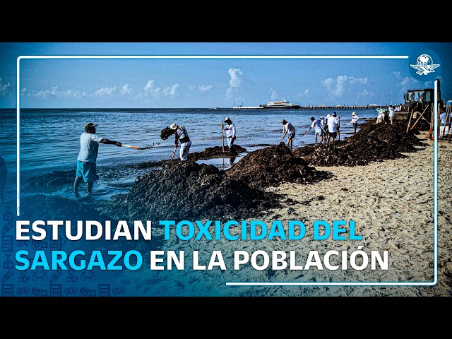 El sargazo ya no solo afecta las playas; UNAM investiga riesgo por gas tóxico