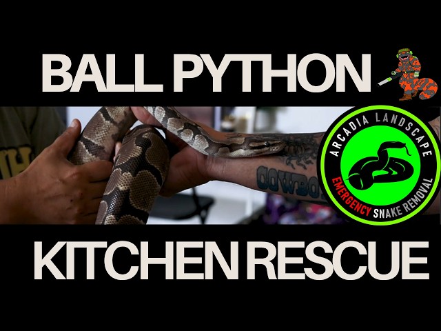 Ball Python Trapped in Kitchen Cabinet Bites Rescuer