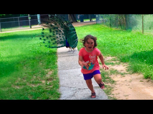 Funniest Summer Wipeouts - Best Viral Fails of the Month